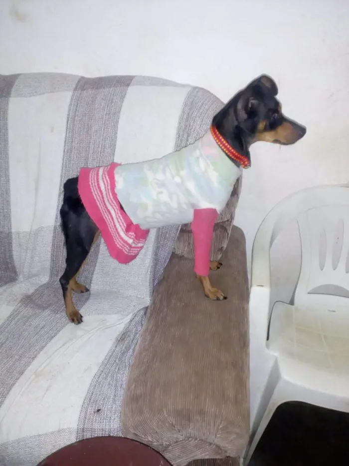Cachorro raça Pinscher 4 idade 3 anos nome Manu