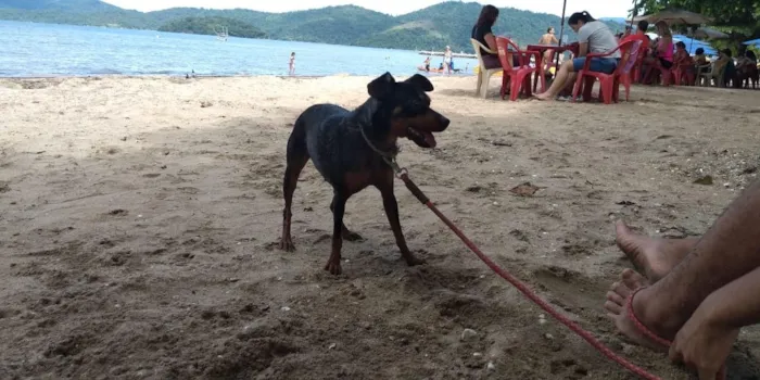 Cachorro raça Pinscher 4 idade 3 anos nome Manu