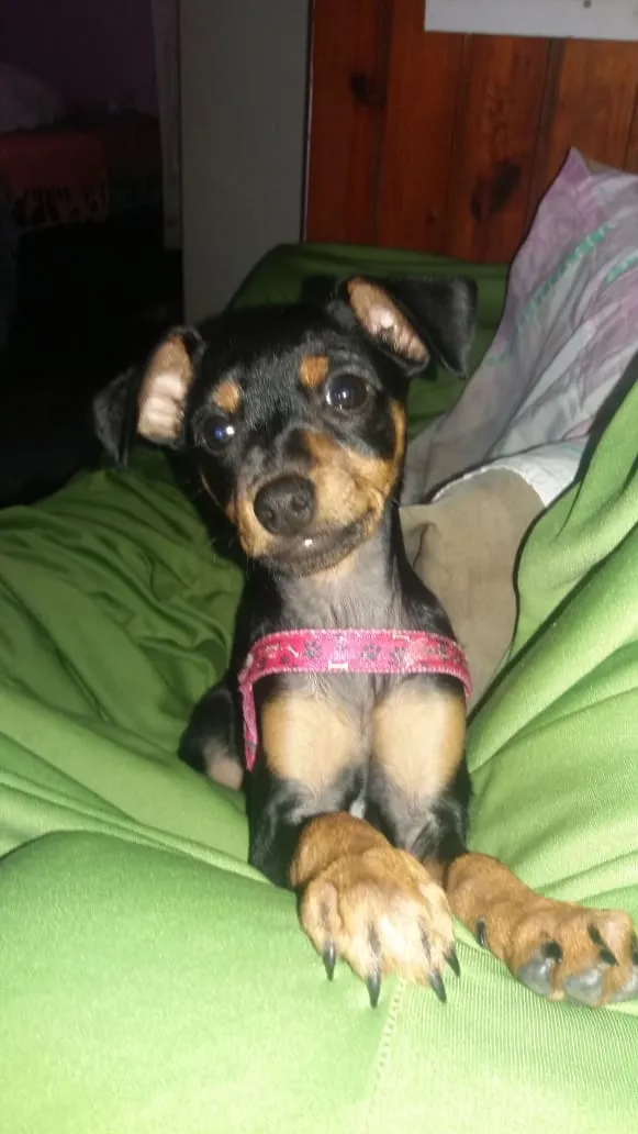 Cachorro raça Pinscher 4 idade 3 anos nome Manu