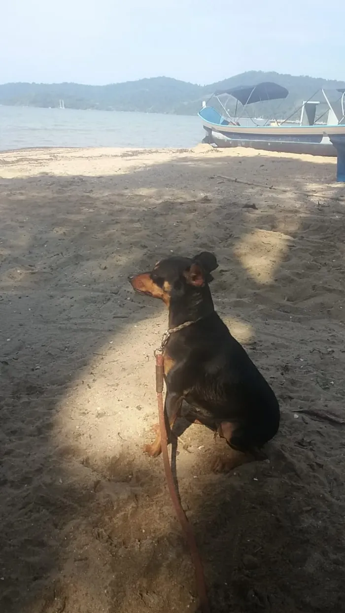 Cachorro raça Pinscher 4 idade 3 anos nome Manu