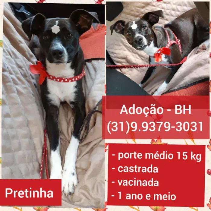 Cachorro raça SRD idade 1 ano nome Pretinha 