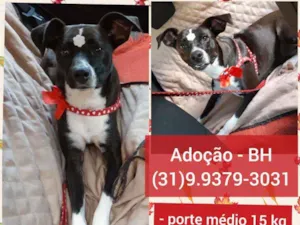 Cachorro raça SRD idade 1 ano nome Pretinha 