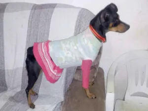 Cachorro raça Pinscher 4 idade 3 anos nome Manu