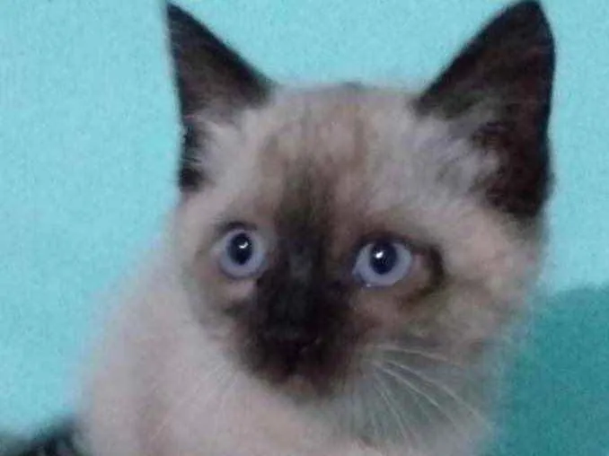 Gato ra a Siamesa  idade 2 a 6 meses nome Eva 