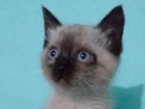 Gato raça Siames  idade 2 a 6 meses nome Adão 