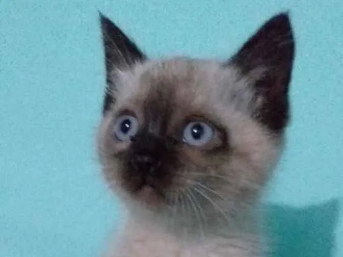 Gato ra a Siames  idade 2 a 6 meses nome Adão 