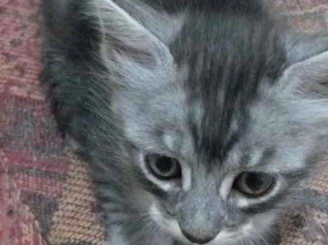 Gato ra a SRD idade 2 a 6 meses nome Tinho 