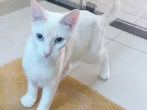 Gato raça SRD idade 2 a 6 meses nome Miguel 