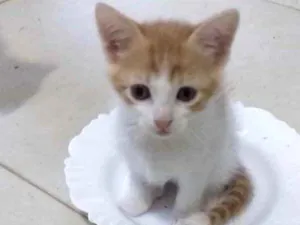 Gato raça SRD idade 2 a 6 meses nome Gugu 