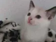 Dudu 