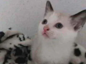 Gato raça SRD idade 2 a 6 meses nome Dudu 
