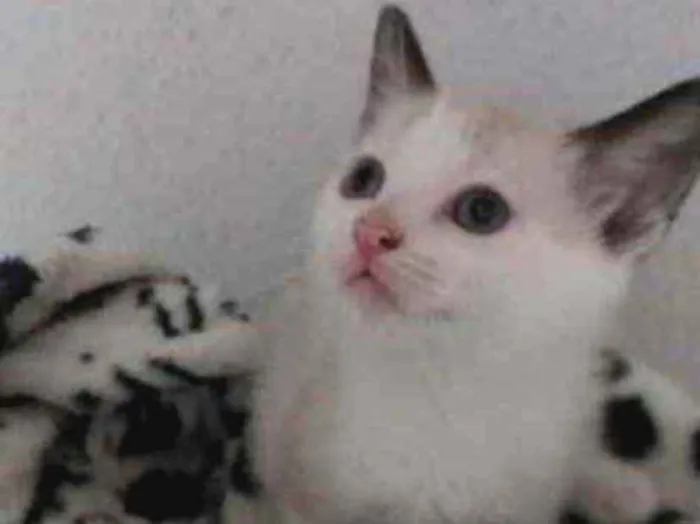 Gato ra a SRD idade 2 a 6 meses nome Dudu 