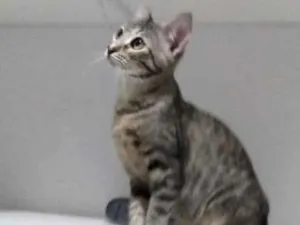 Gato raça SRD idade 2 a 6 meses nome Samantha 