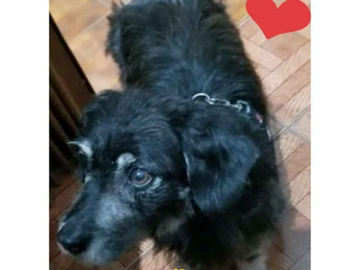 Cachorro ra a SRD-ViraLata idade 5 anos nome SERAFIM
