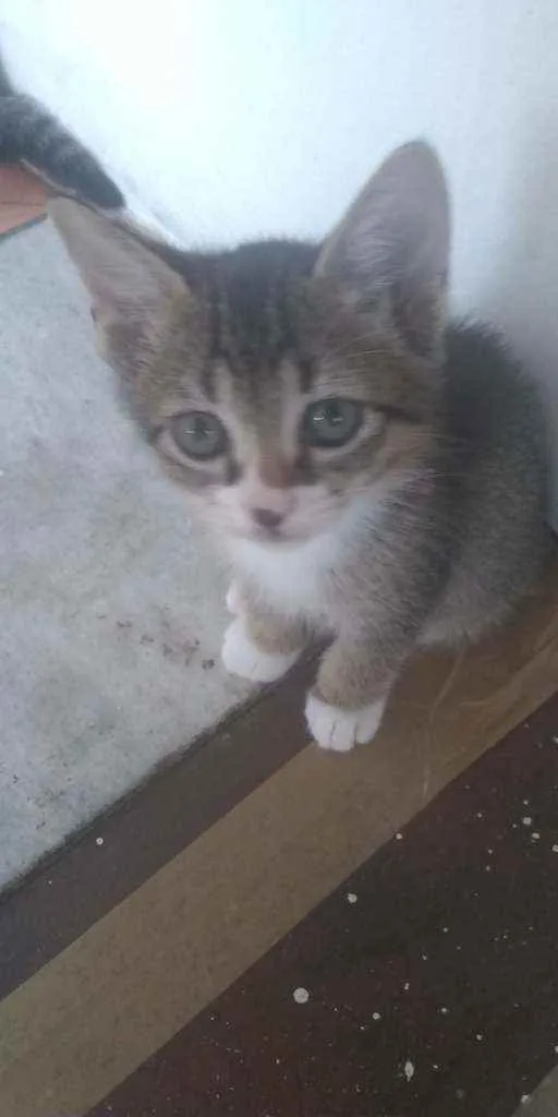 Gato raça SRD idade 2 a 6 meses nome Sem Nome