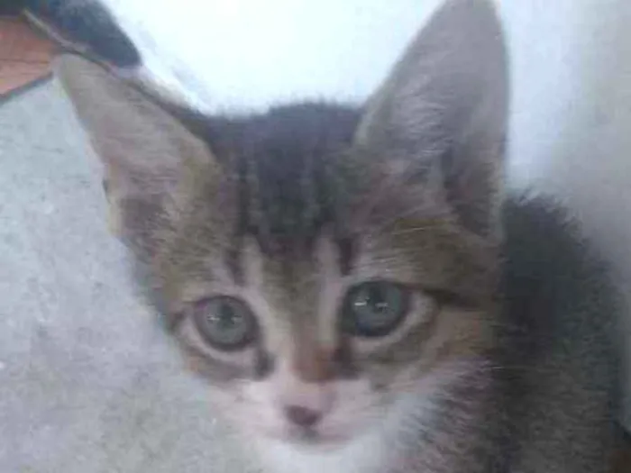 Gato raça SRD idade 2 a 6 meses nome Sem Nome