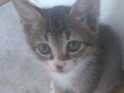 Gato raça SRD idade 2 a 6 meses nome Sem Nome