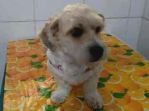 Cachorro raça Lhasa apso idade 5 anos nome A confirmar