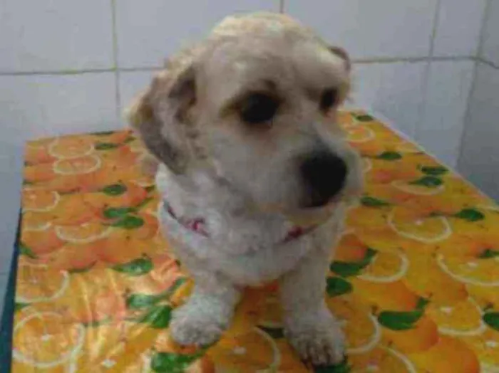 Cachorro ra a Lhasa apso idade 5 anos nome A confirmar