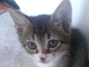 Gato raça SRD idade 2 a 6 meses nome Sem Nome