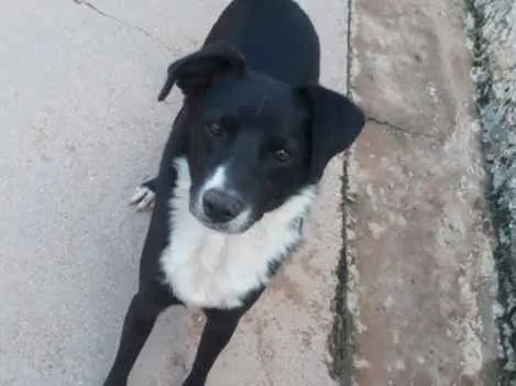Cachorro ra a SRD idade 2 anos nome TEDDY