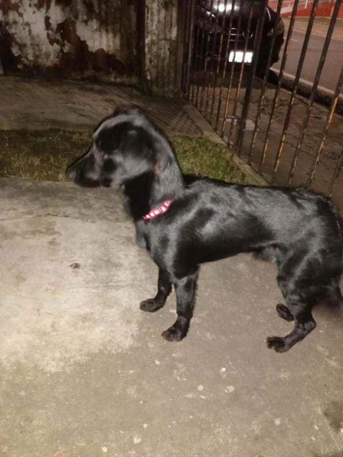 Cachorro raça Não sei idade 2 a 6 meses nome Não tem