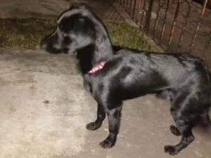 Cachorro raça Não sei idade 2 a 6 meses nome Não tem