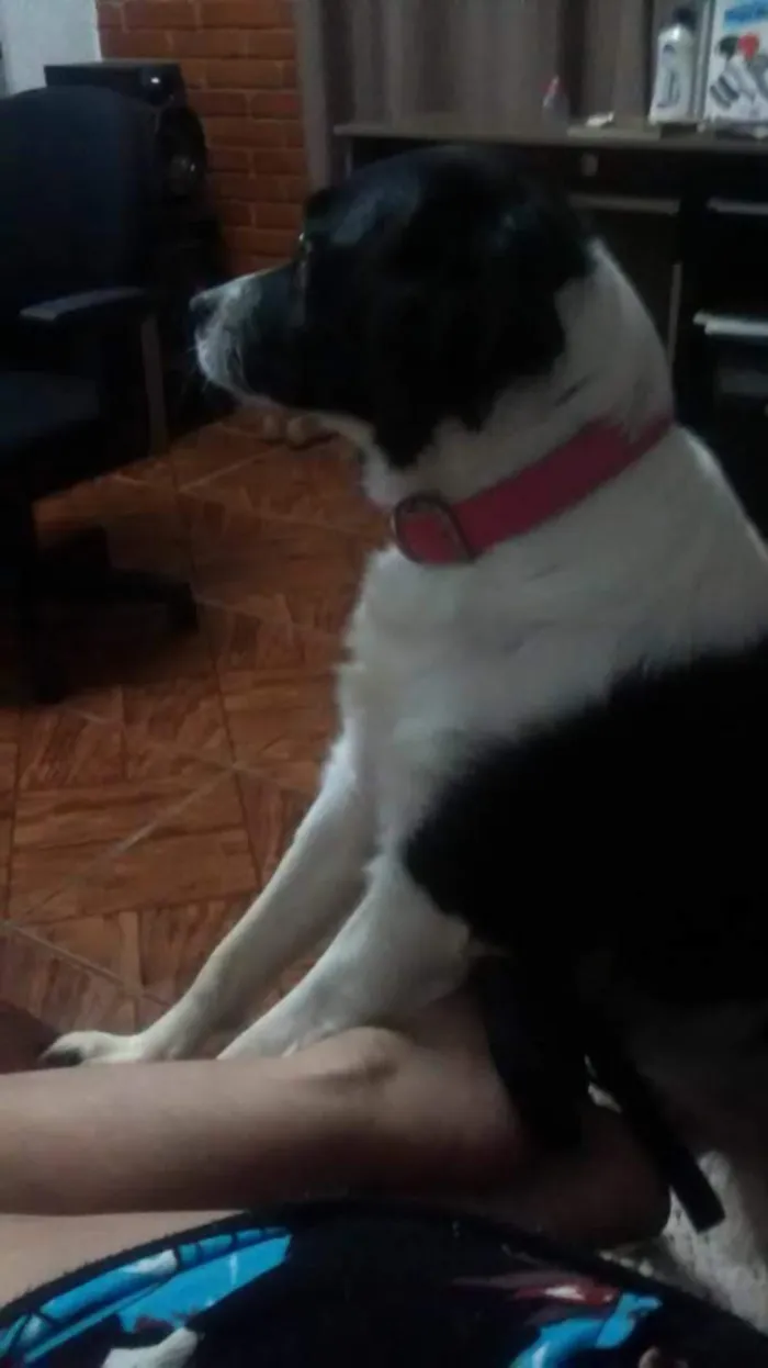 Cachorro ra a Sem raça devinida idade Abaixo de 2 meses nome Não sei