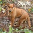 Sininho