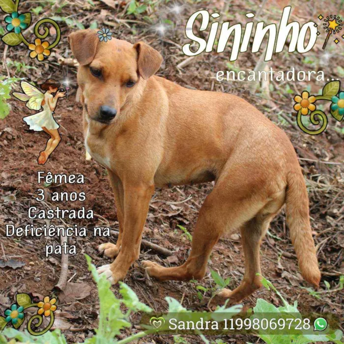Cachorro ra a SRD idade 2 anos nome Sininho