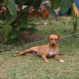 Sininho
