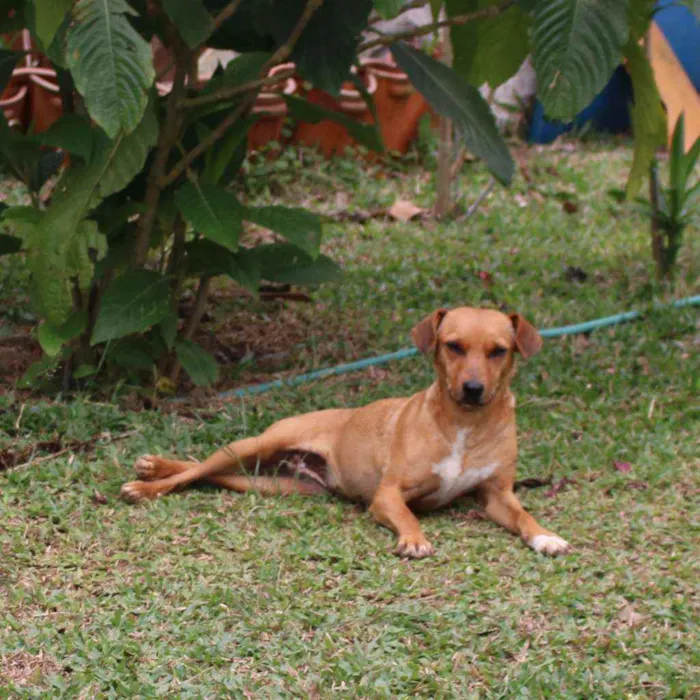 Cachorro ra a SRD idade 2 anos nome Sininho