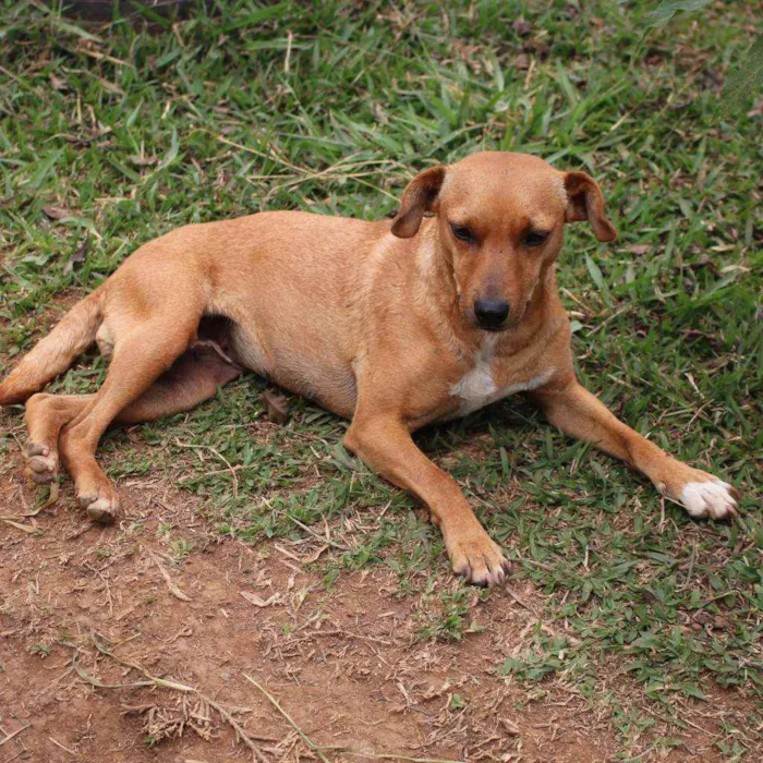 Cachorro ra a SRD idade 2 anos nome Sininho