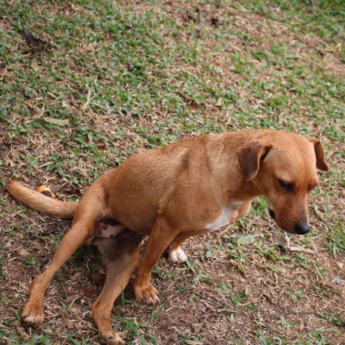 Cachorro ra a SRD idade 2 anos nome Sininho
