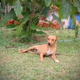 Sininho
