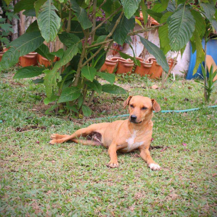 Cachorro ra a SRD idade 2 anos nome Sininho