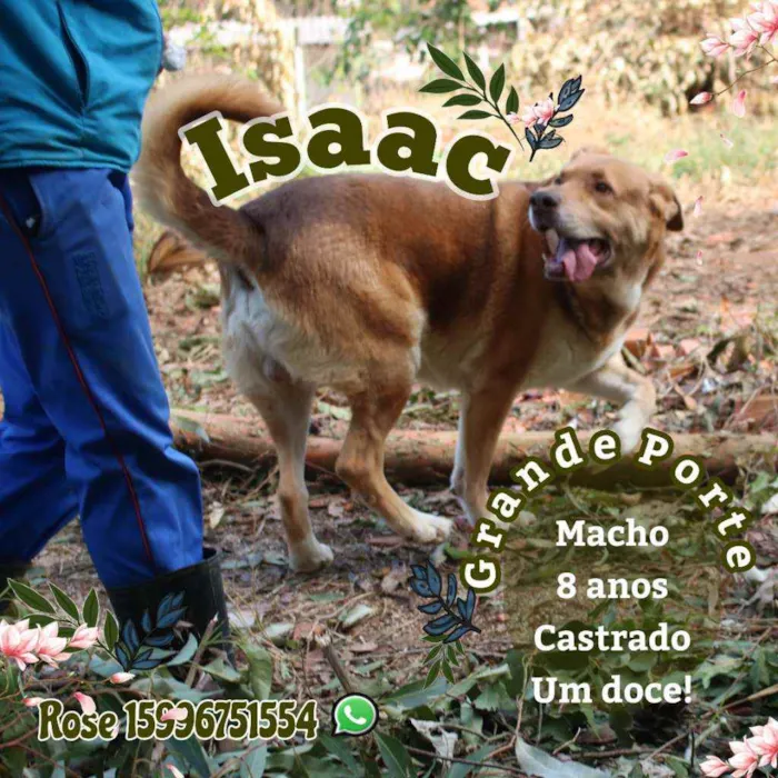 Cachorro ra a SRD idade 6 ou mais anos nome Isaac