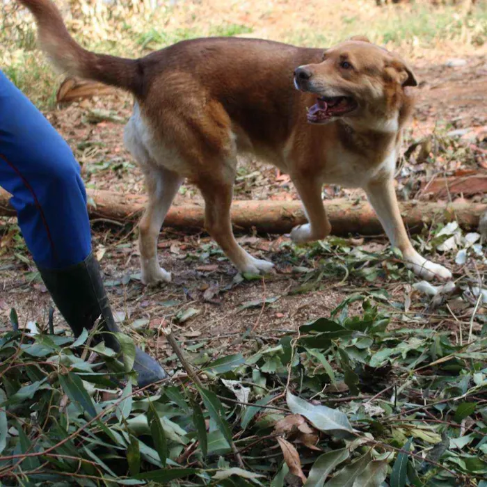 Cachorro ra a SRD idade 6 ou mais anos nome Isaac