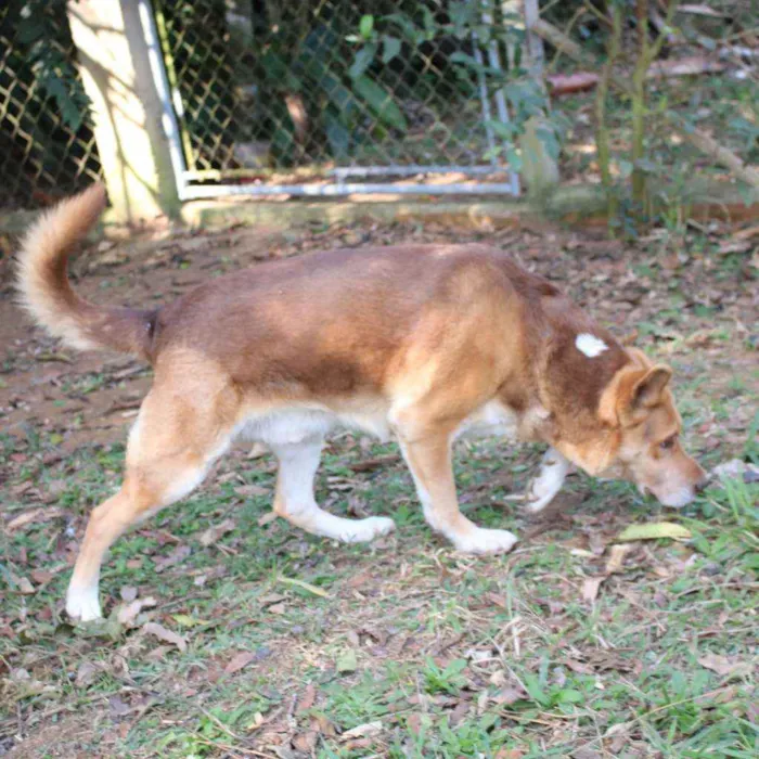 Cachorro ra a SRD idade 6 ou mais anos nome Isaac