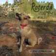 Roterdã