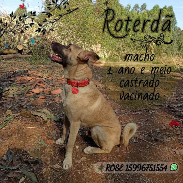 Cachorro ra a SRD idade 2 anos nome Roterdã