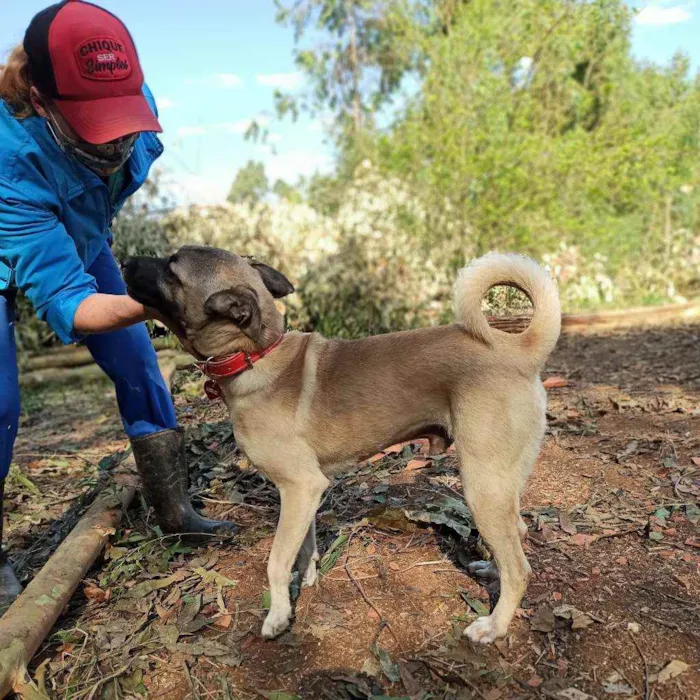 Cachorro ra a SRD idade 2 anos nome Roterdã
