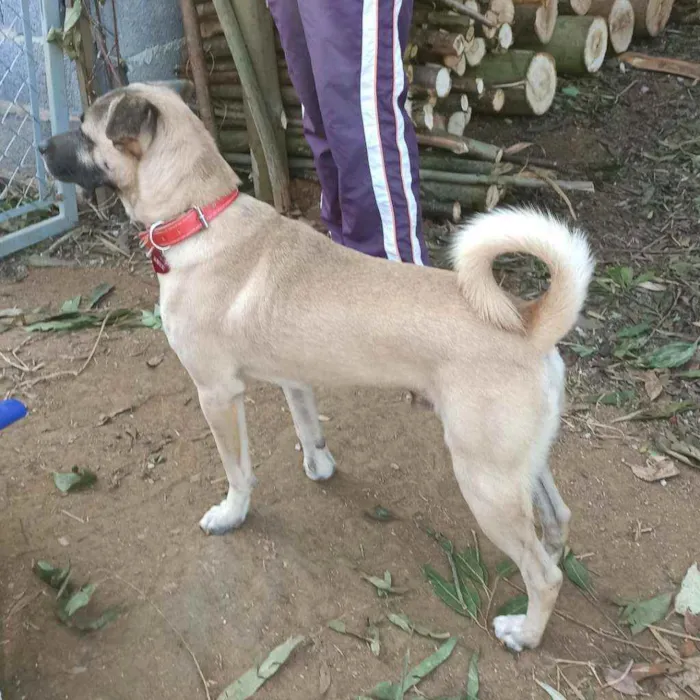 Cachorro ra a SRD idade 2 anos nome Roterdã