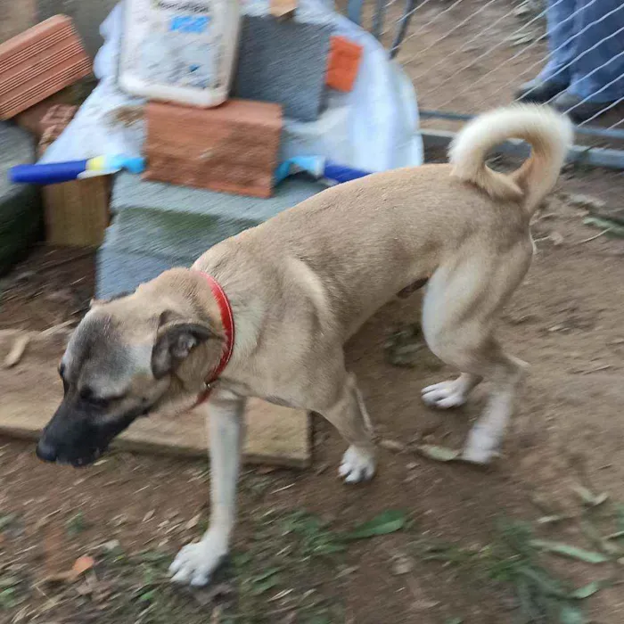 Cachorro ra a SRD idade 2 anos nome Roterdã