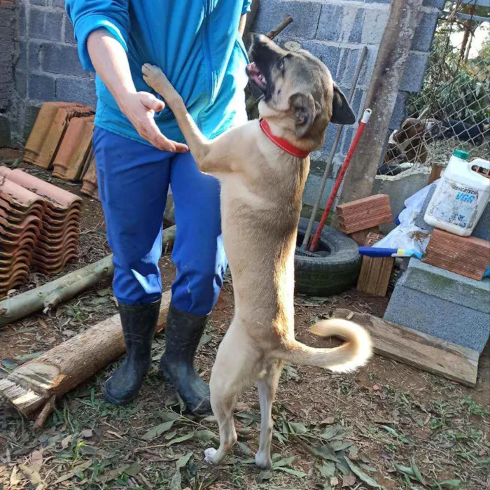 Cachorro ra a SRD idade 2 anos nome Roterdã