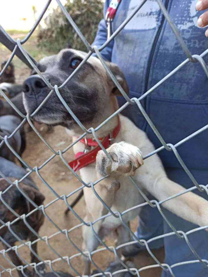 Cachorro ra a SRD idade 2 anos nome Roterdã