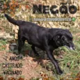 Negão