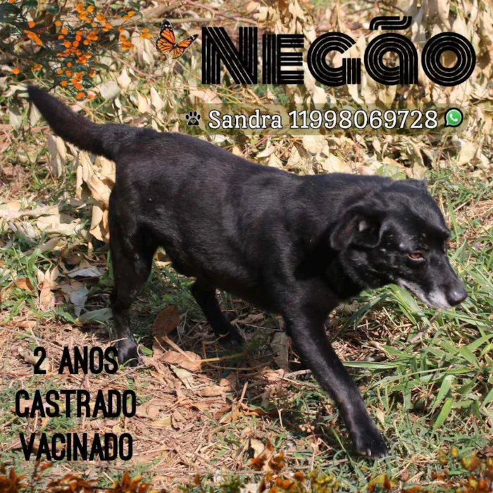 Cachorro ra a SRD idade  nome Negão