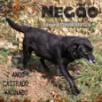 Negão