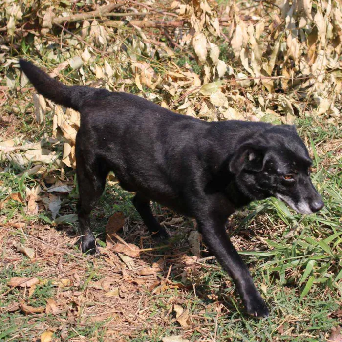 Cachorro ra a SRD idade  nome Negão